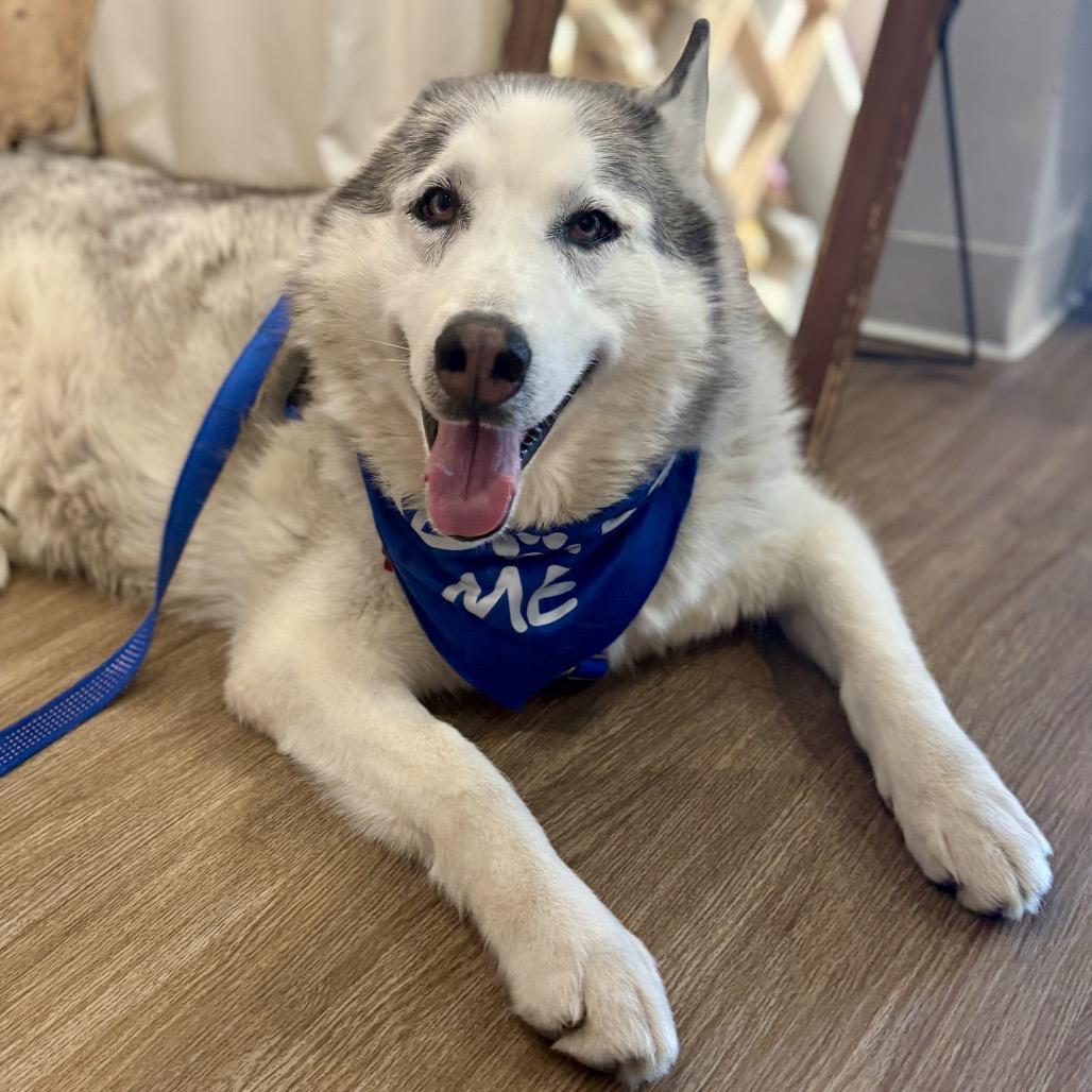 Enlarge Blue, a Adoptable mixed breed in Glenwood Springs, CO image 2/6