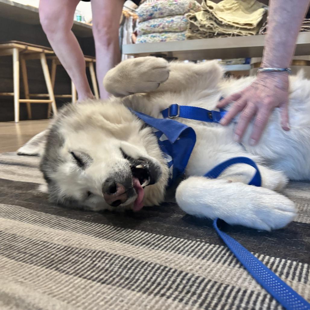 Enlarge Blue, a Adoptable mixed breed in Glenwood Springs, CO image 5/6