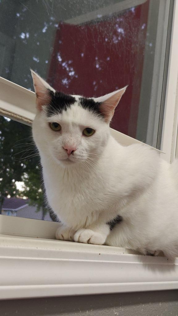 Oliver bonded to Bandit, Adoptable, Adult Male Domestic Short Hair.