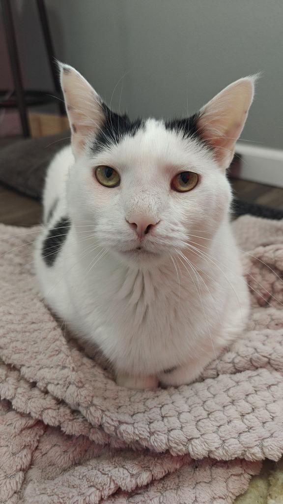 Enlarge Oliver bonded to Bandit, a Adoptable mixed breed in Boone, IA image 3/6