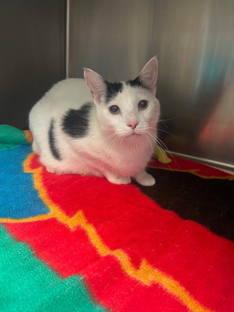 Oliver bonded to Bandit, a Adoptable mixed breed in Boone, IA image 2/6