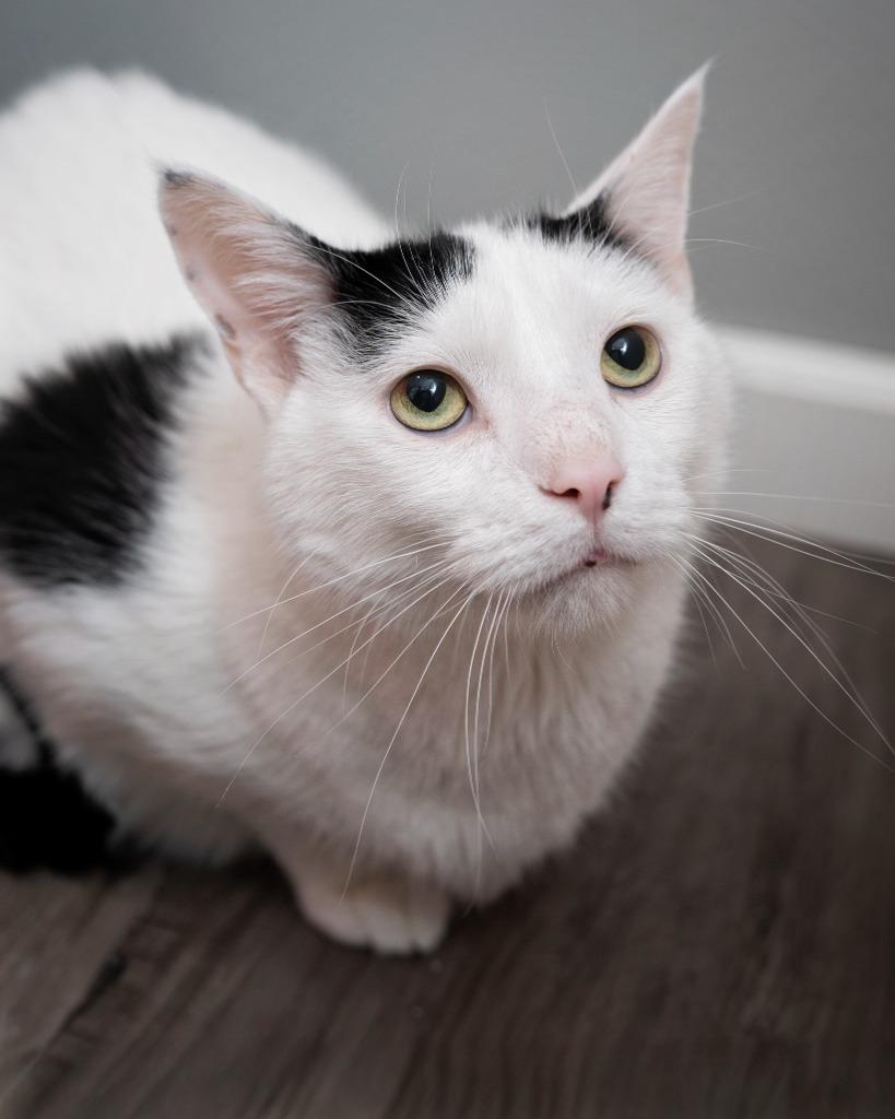 Oliver bonded to Bandit, a Adoptable mixed breed in Boone, IA image 3/6