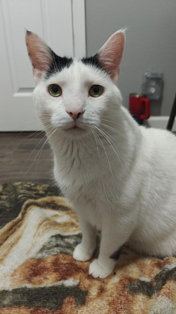 Oliver bonded to Bandit, a Adoptable mixed breed in Boone, IA image 6/6