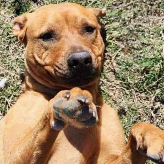 Lucy, Adopted, Adult Female American Staffordshire Terrier & Rhodesian Ridgeback.