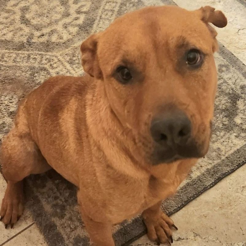 Lucy, a Adopted mixed breed in Cincinnati, OH image 2/14