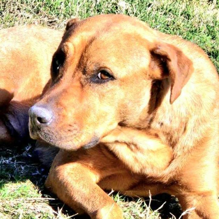 Lucy, a Adopted mixed breed in Cincinnati, OH image 3/14