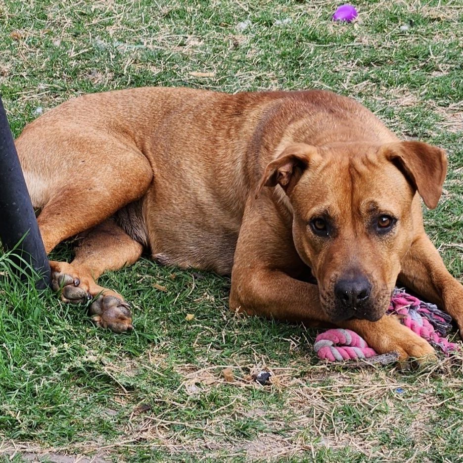 Lucy, a Adopted mixed breed in Cincinnati, OH image 4/14