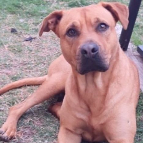 Lucy, a Adopted mixed breed in Cincinnati, OH image 5/14