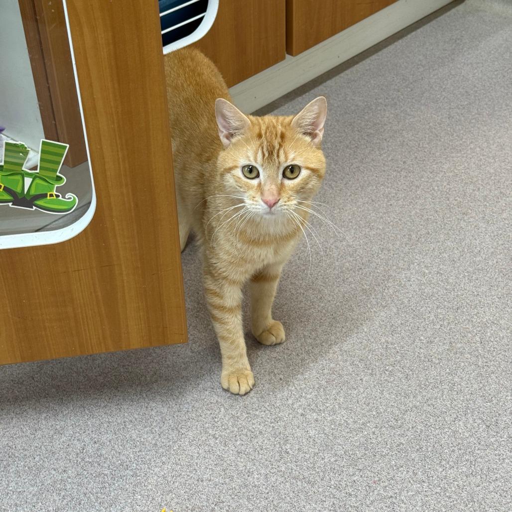 Enlarge Pumpkin, a Adoptable Domestic Short Hair in Branford, CT image 1/1