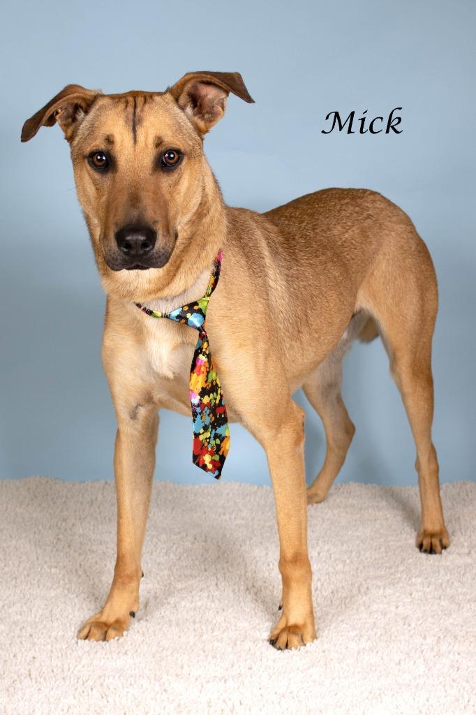Mick, a Adoptable mixed breed in Gilbert, AZ image 1/2