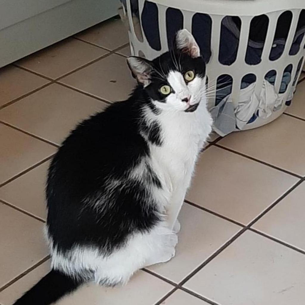 Capt Marvel Hatcher, Adoptable, Adult Male Domestic Short Hair.