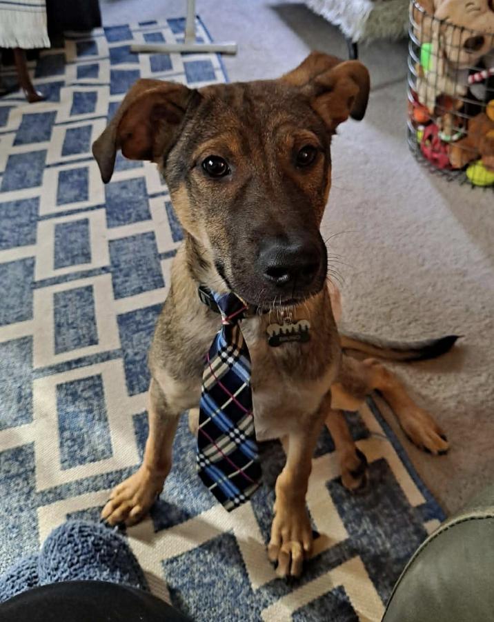 Bruno, Adoptable, Adult Male Shepherd.