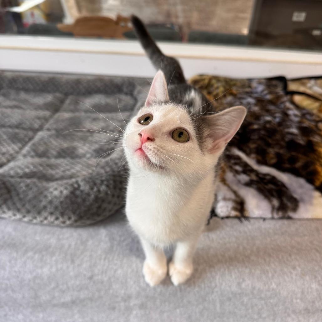 Mercury, Adoptable, Kitten Female Domestic Short Hair.