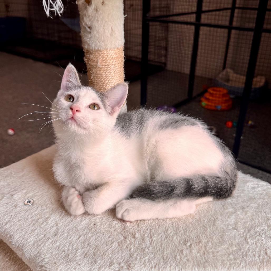 Enlarge Mercury, a Adoptable Domestic Short Hair in Mondovi, WI image 2/5