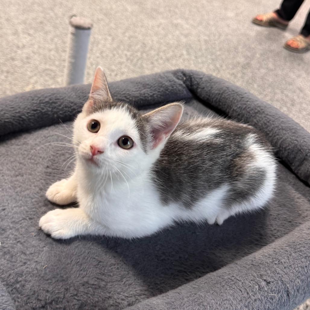 Mercury, Adoptable, Kitten Female Domestic Short Hair.