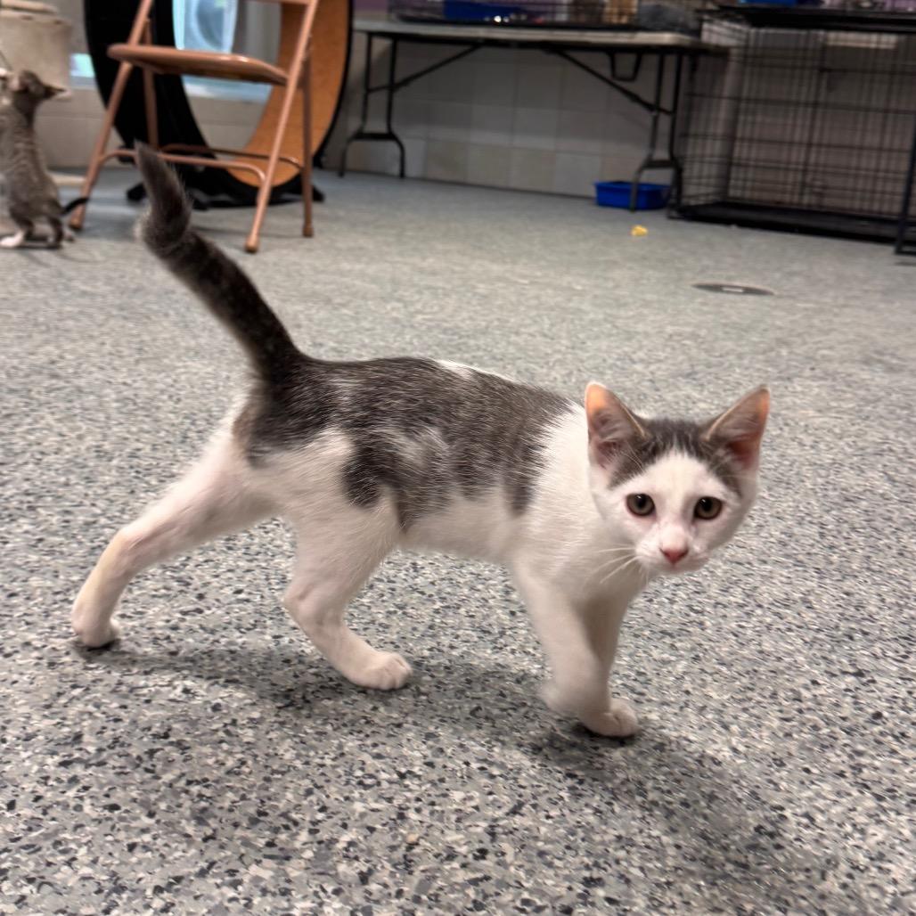 Mercury, a Adoptable Domestic Short Hair in Mondovi, WI image 2/4