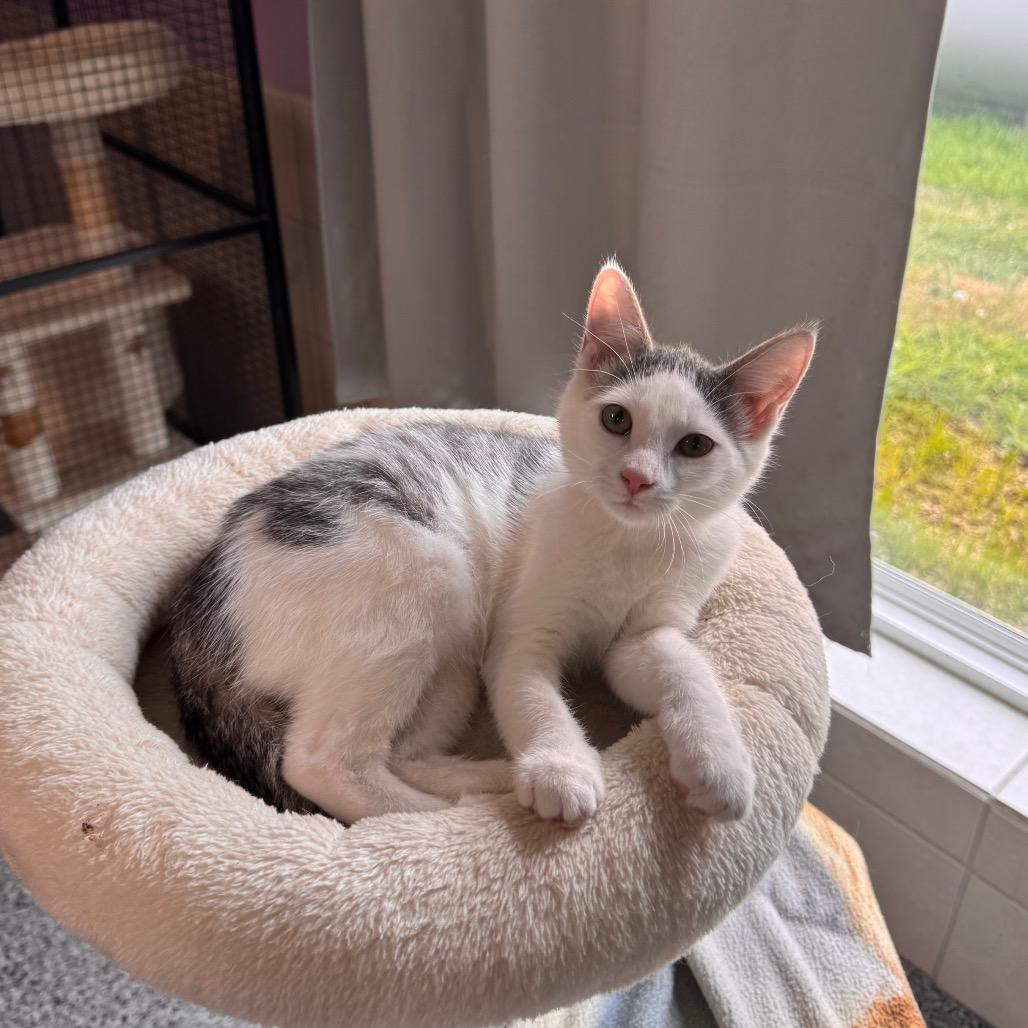 Enlarge Mercury, a Adoptable Domestic Short Hair in Mondovi, WI image 5/5