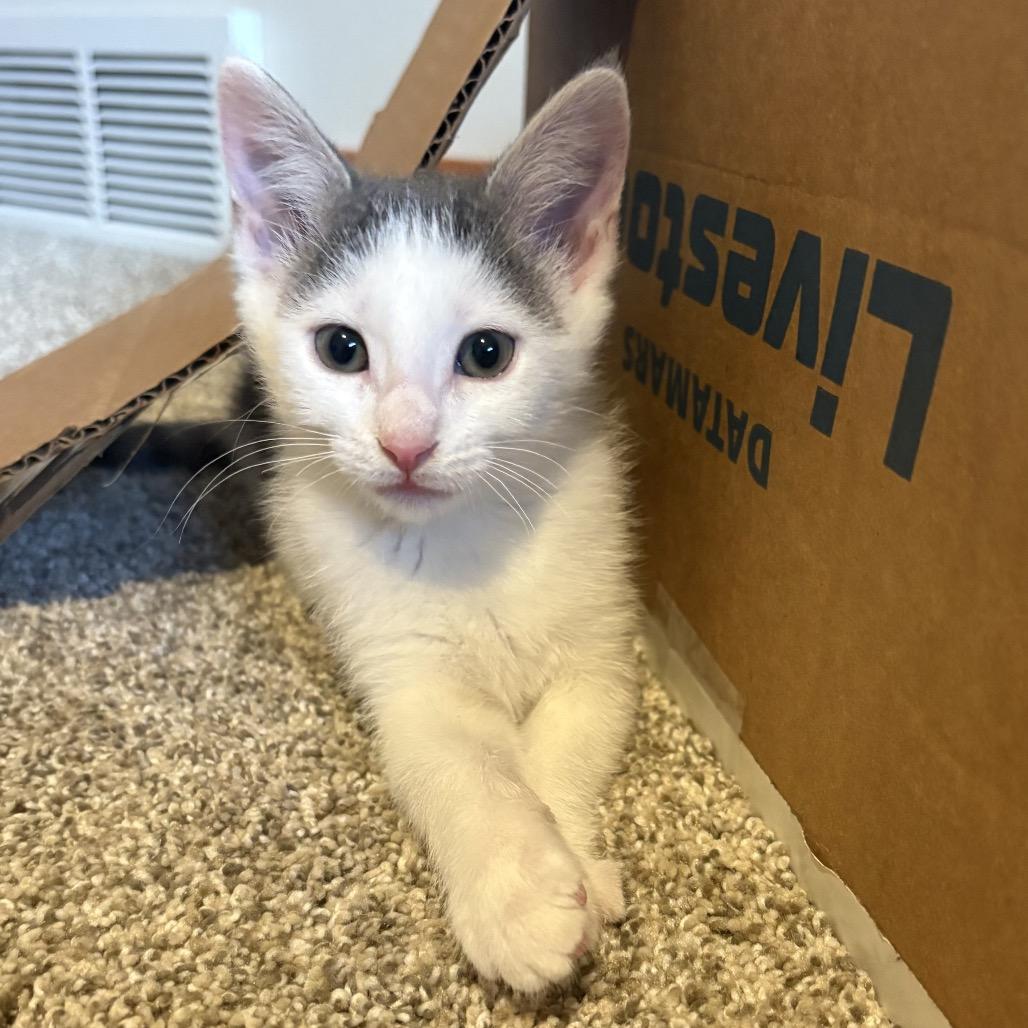 Mercury, a Adoptable Domestic Short Hair in Mondovi, WI image 4/4