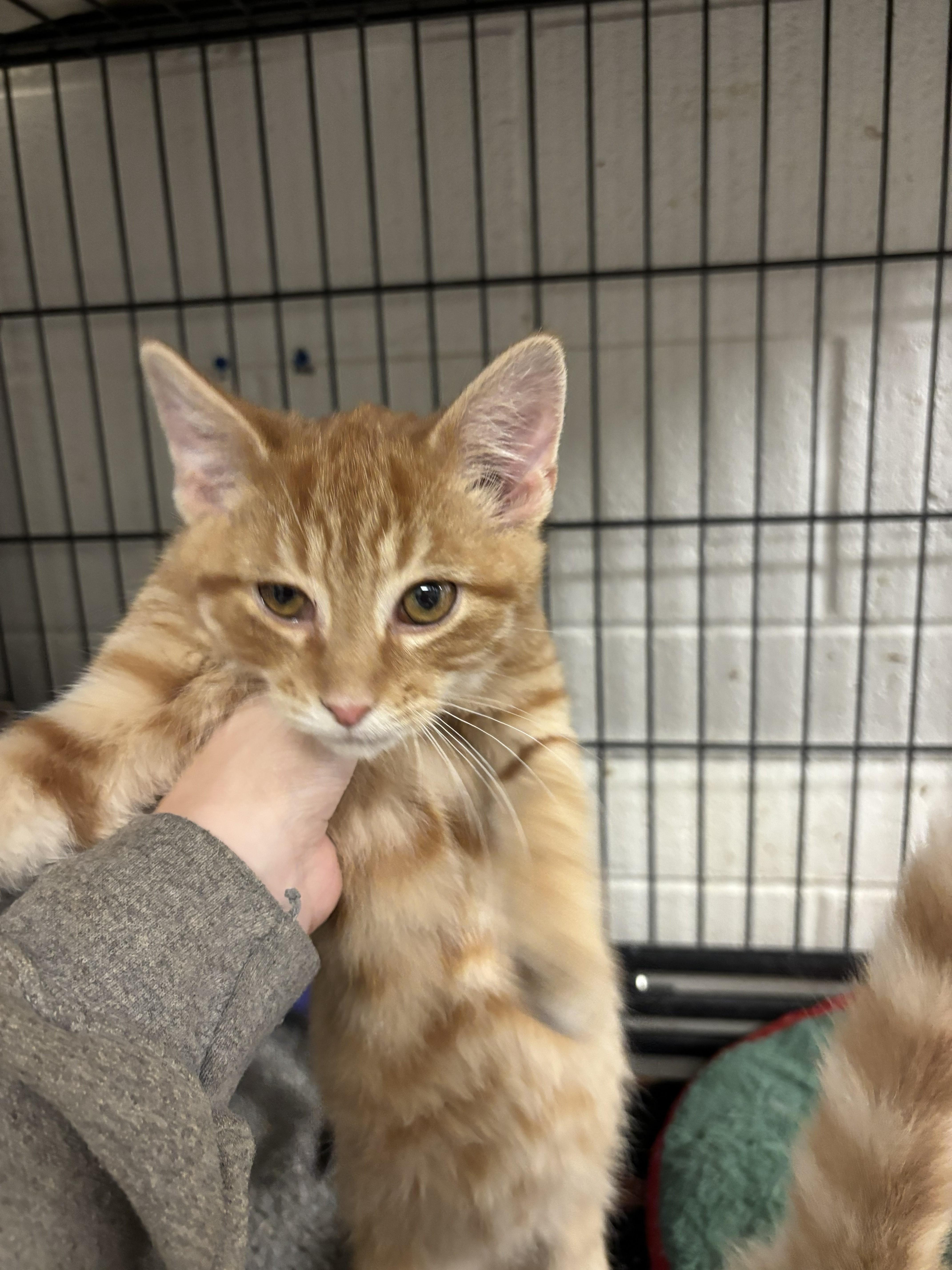 Taquito, adopted, Young Male Domestic Short Hair.