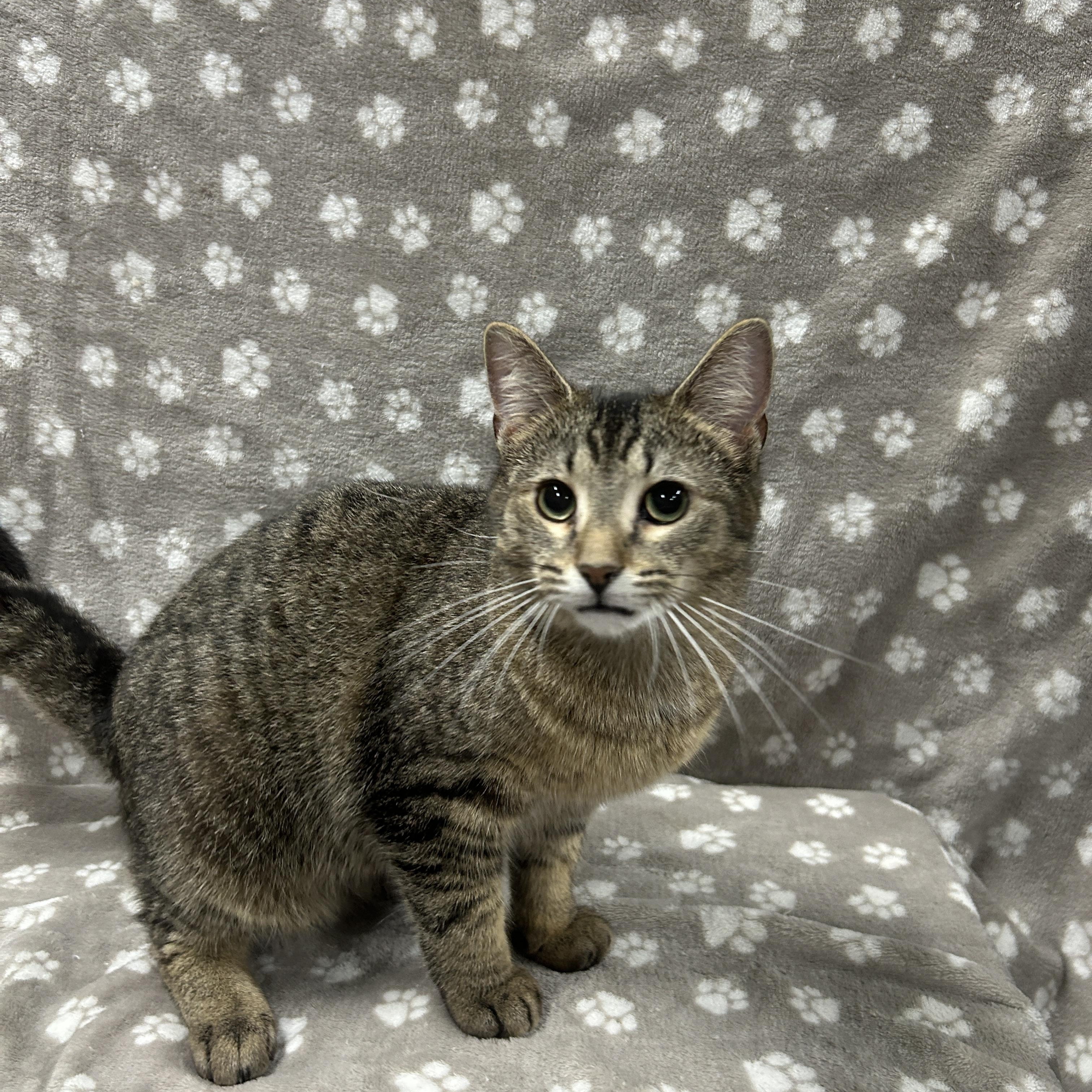 Enlarge FUDGE, an adopted Domestic Short Hair in Tillsonburg, ON image 1/4