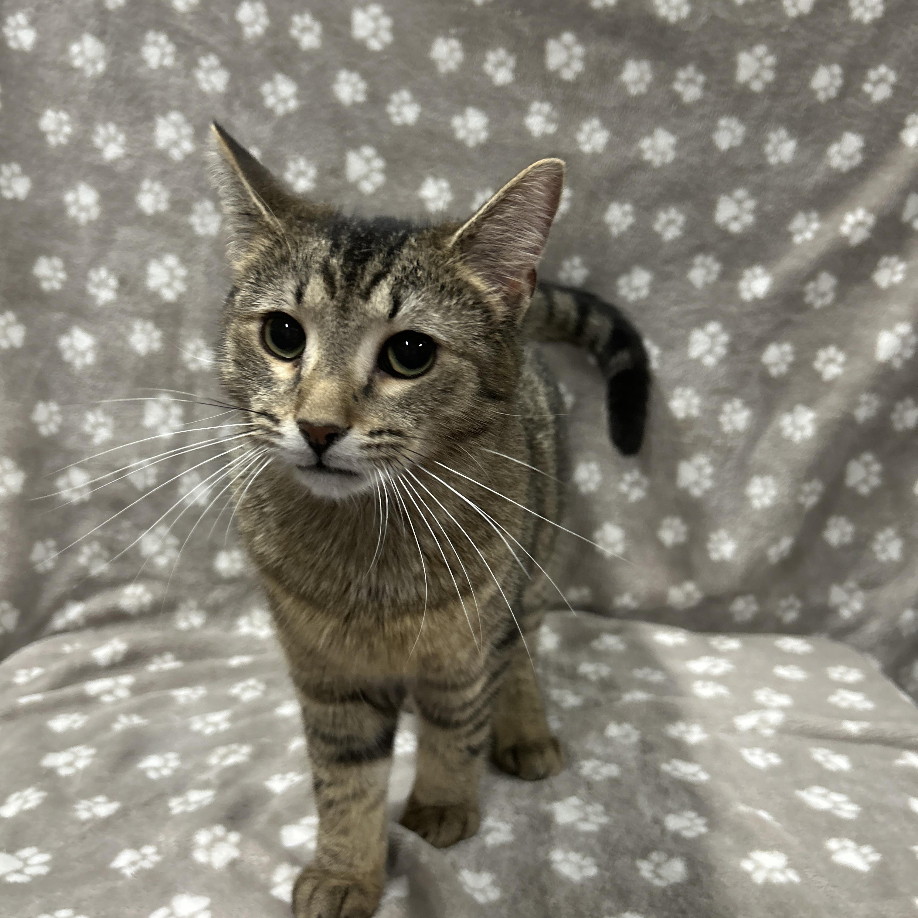 Enlarge FUDGE, an adopted Domestic Short Hair in Tillsonburg, ON image 2/4