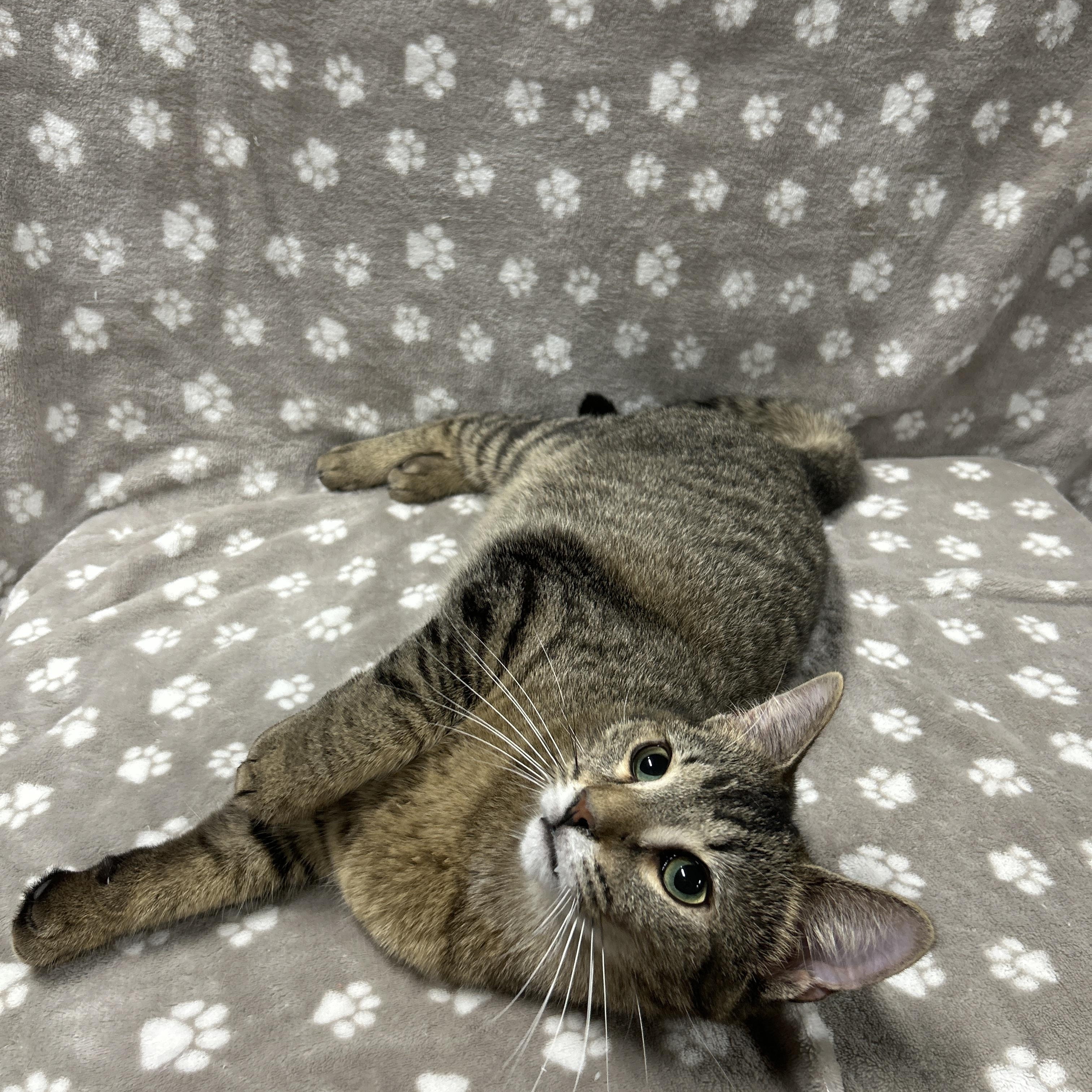 Enlarge FUDGE, an adopted Domestic Short Hair in Tillsonburg, ON image 4/4