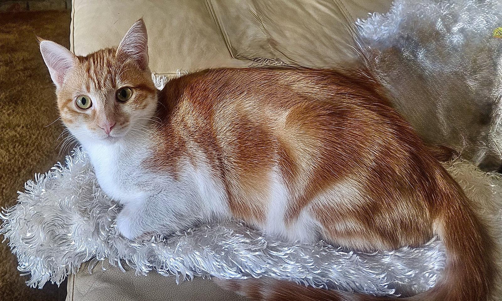 Enlarge LOKI - Bonded with Freya, a Adoptable mixed breed in Fremont, CA image 2/3