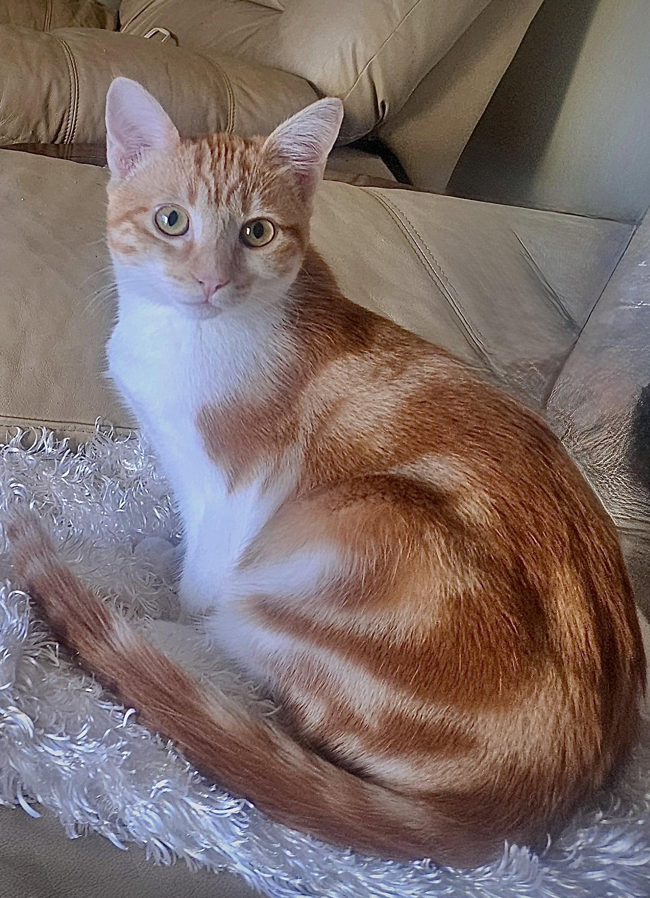 Enlarge LOKI - Bonded with Freya, a Adoptable mixed breed in Fremont, CA image 3/3