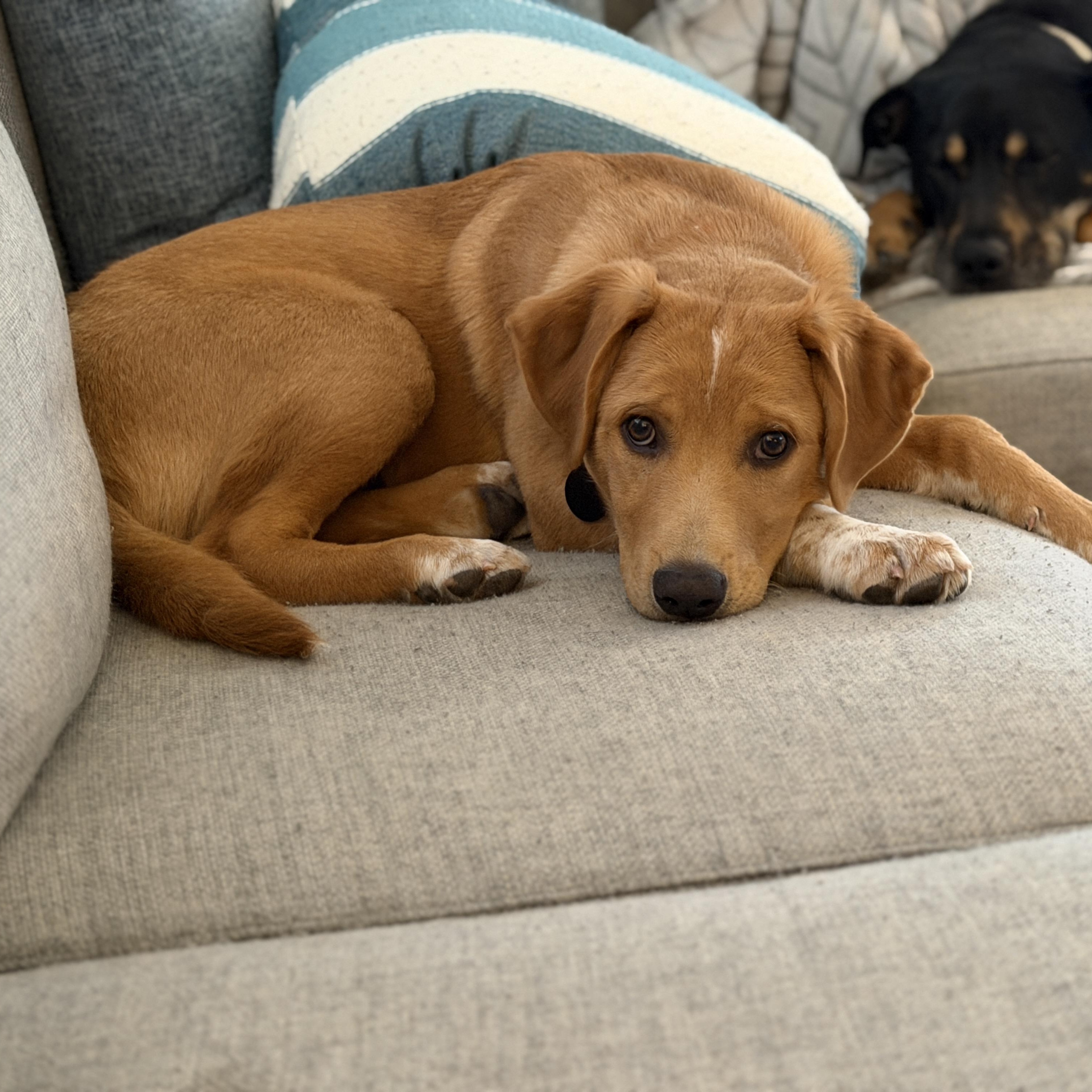 Archer, Adoptable, Puppy Male Labrador Retriever & Collie.