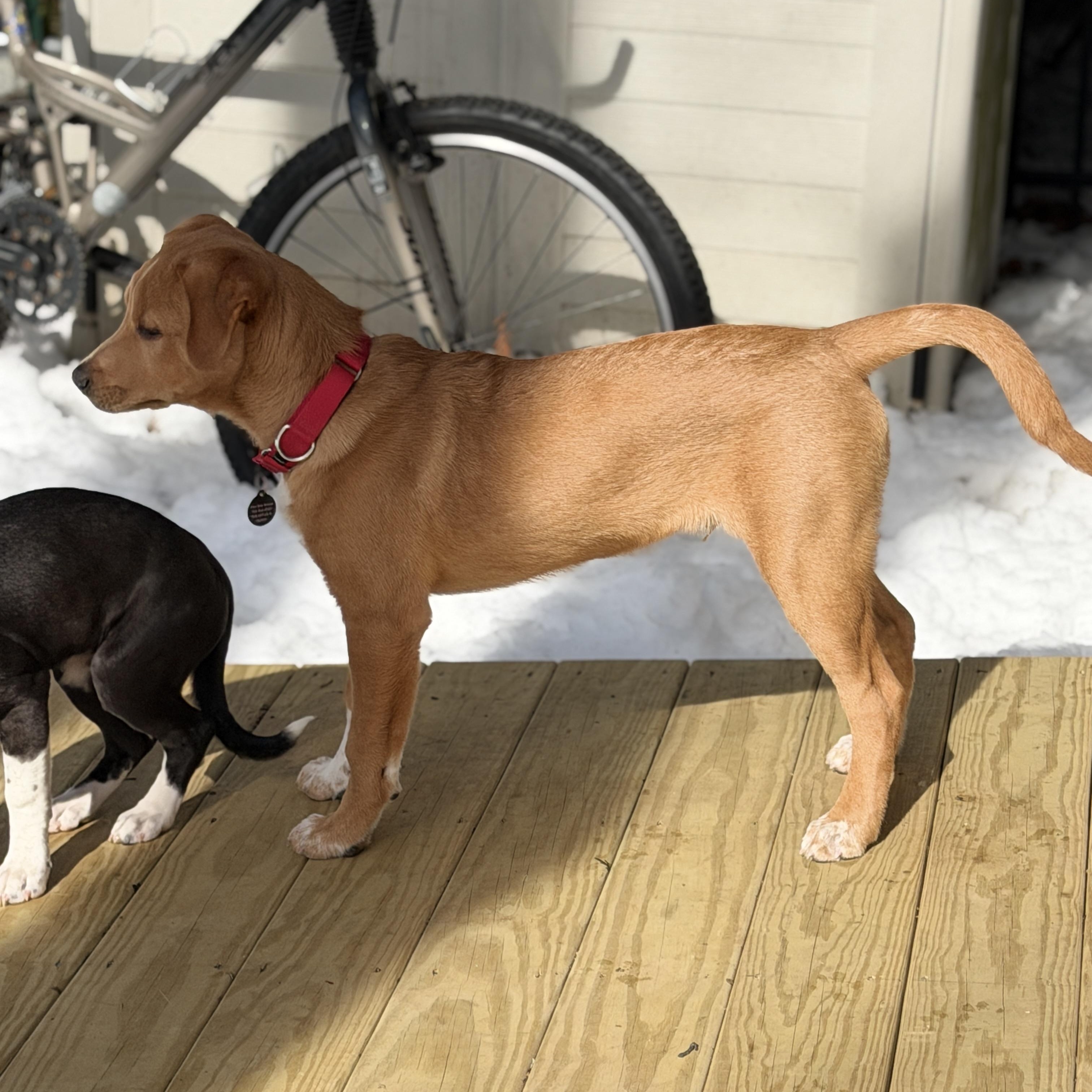 Archer, a Adoptable mixed breed in Chatham, NJ image 5/6