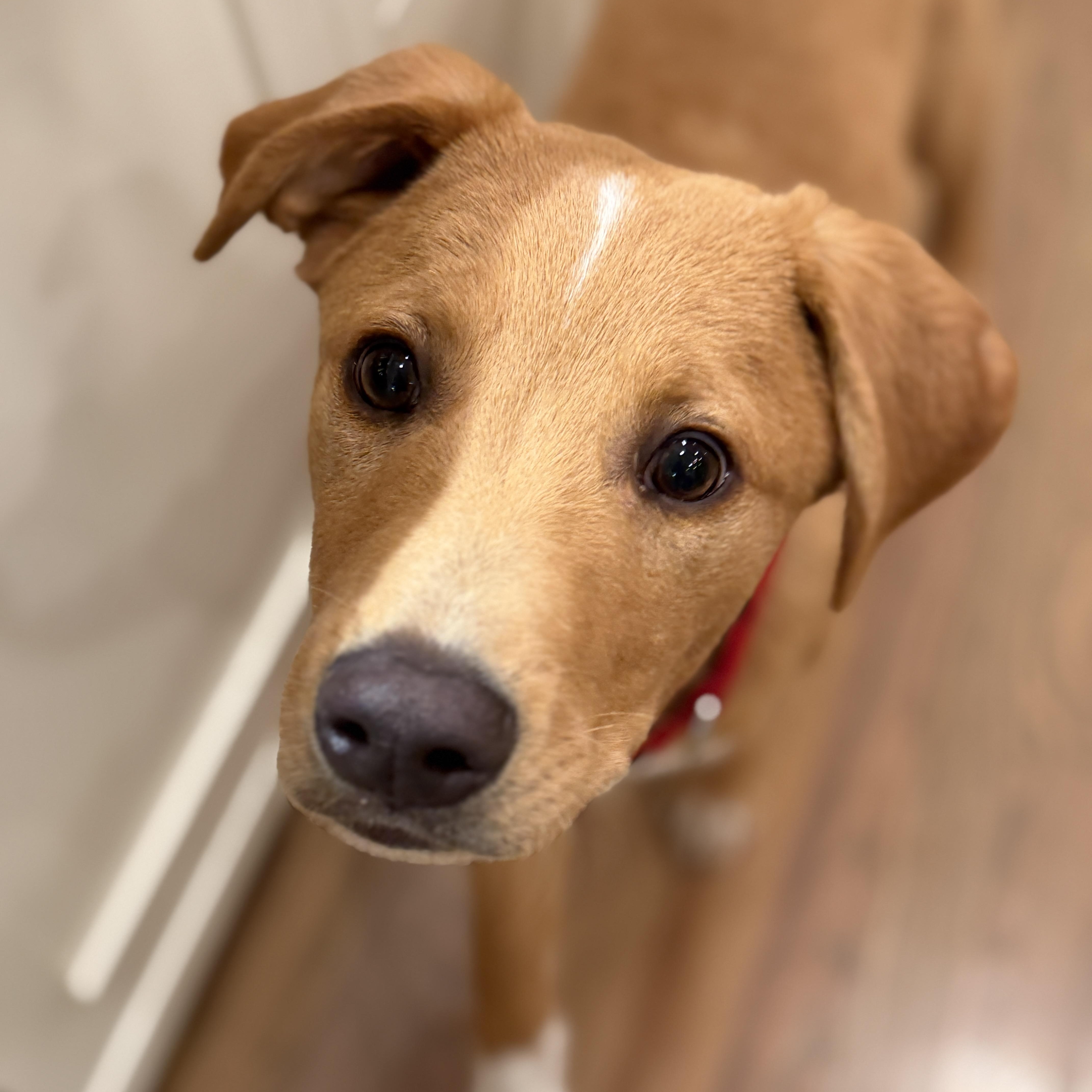 Archer, a Adoptable mixed breed in Chatham, NJ image 6/6