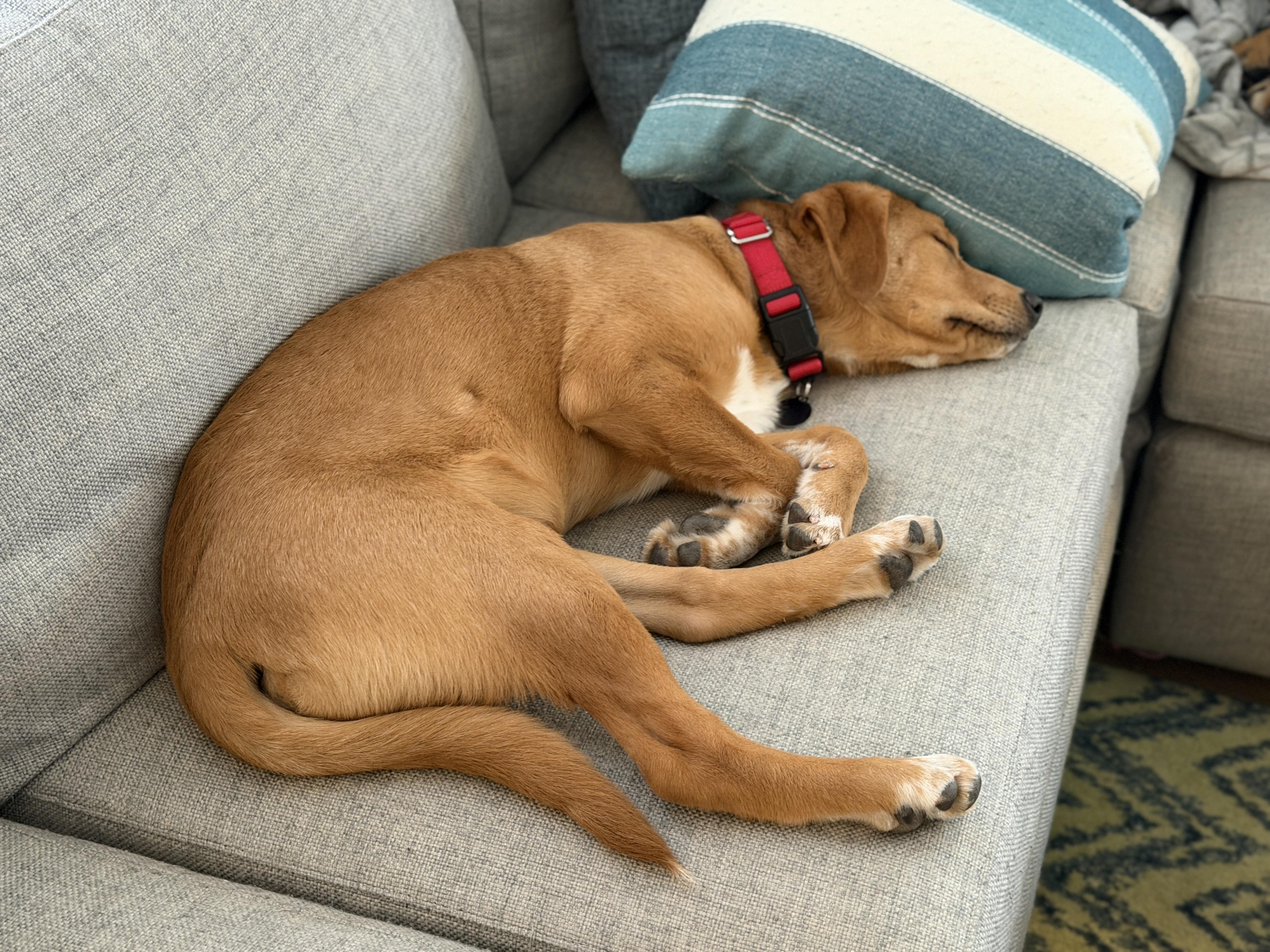 Archer, a Adoptable mixed breed in Chatham, NJ image 4/6