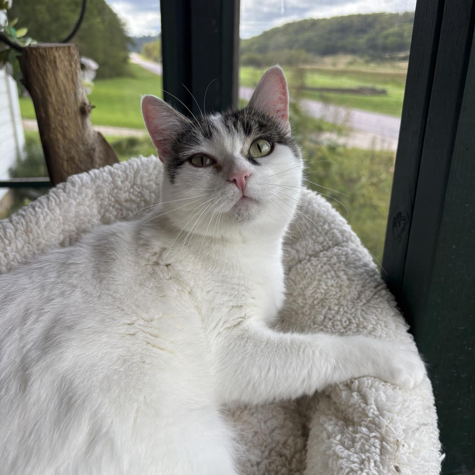 Enlarge Lana, a Adoptable Domestic Short Hair in Lone rock, WI image 1/1