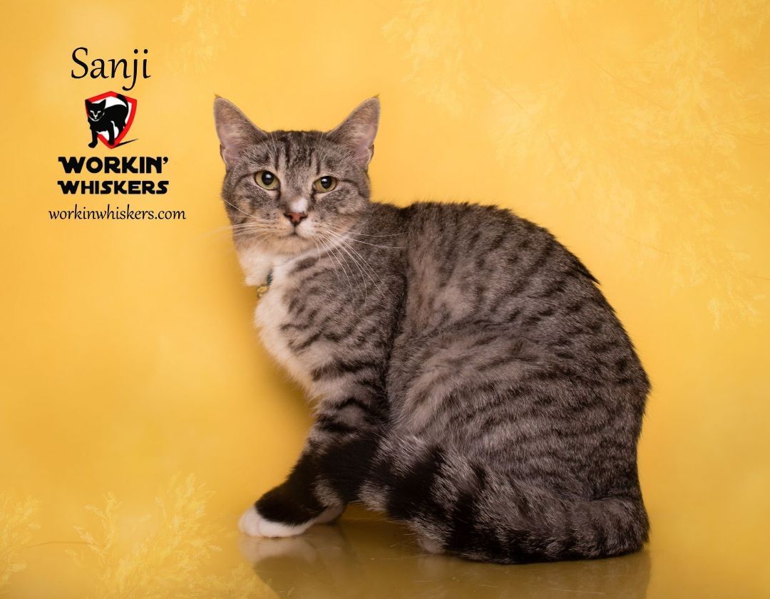 Enlarge SANJI, a Adoptable mixed breed in HEMET, CA image 4/5
