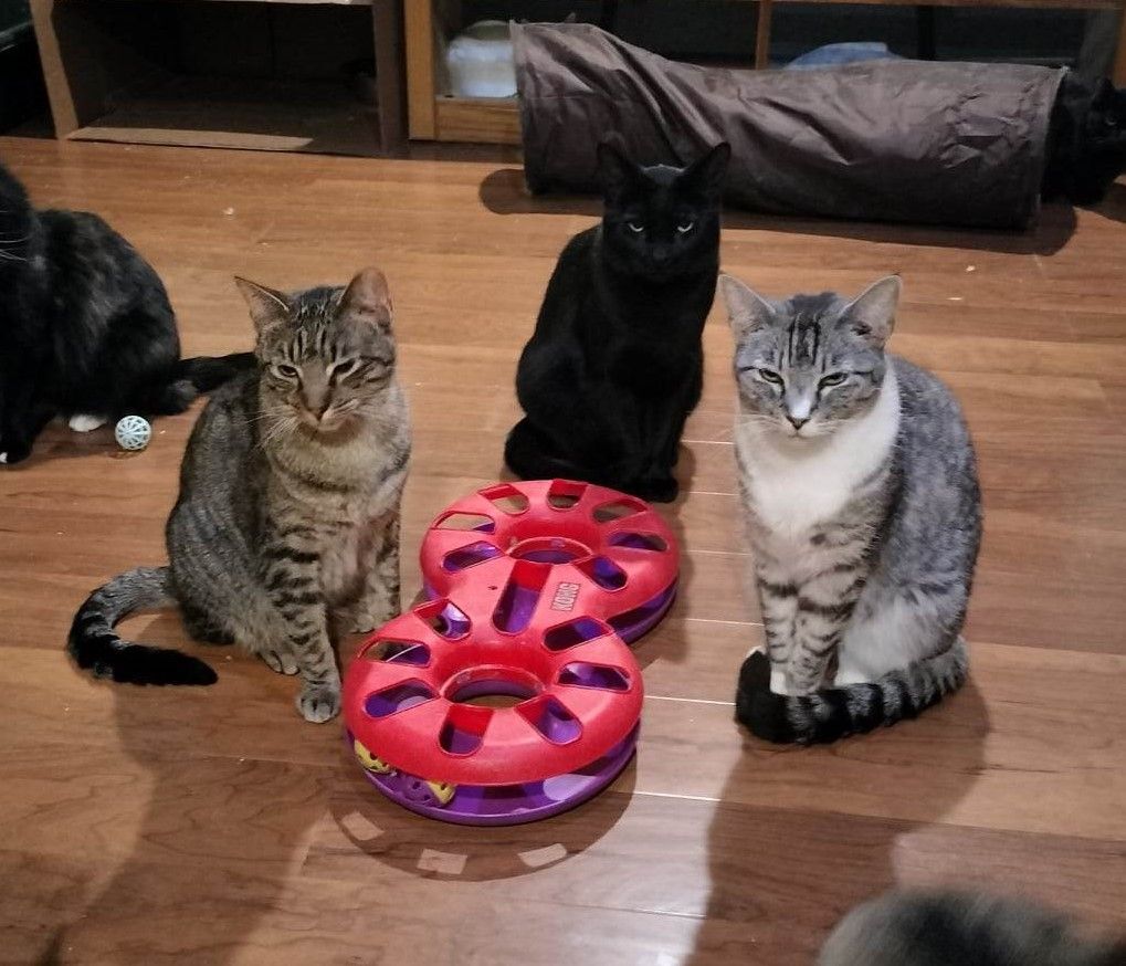 Enlarge SANJI, a Adoptable mixed breed in HEMET, CA image 2/5