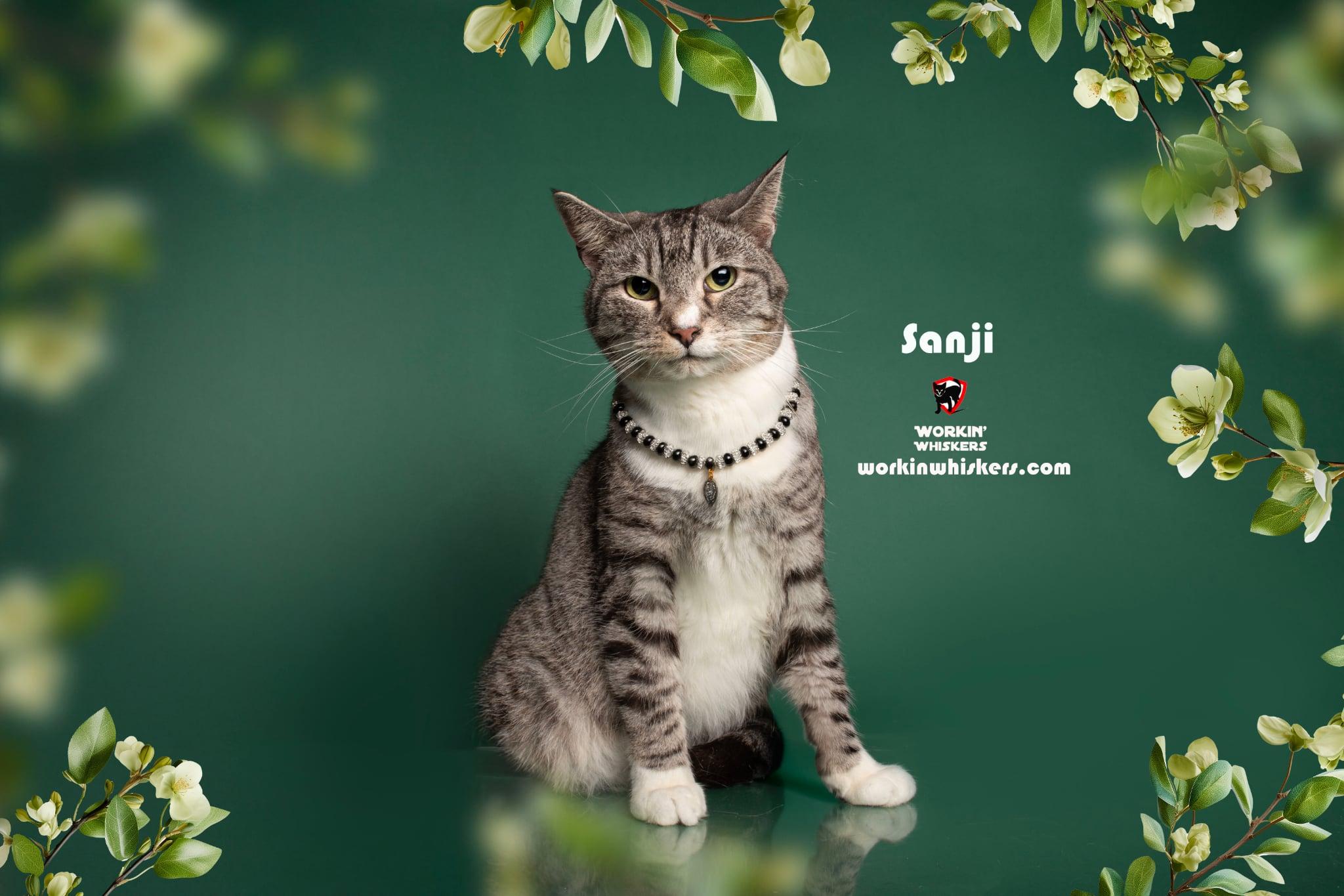 Enlarge SANJI, a Adoptable mixed breed in HEMET, CA image 1/5