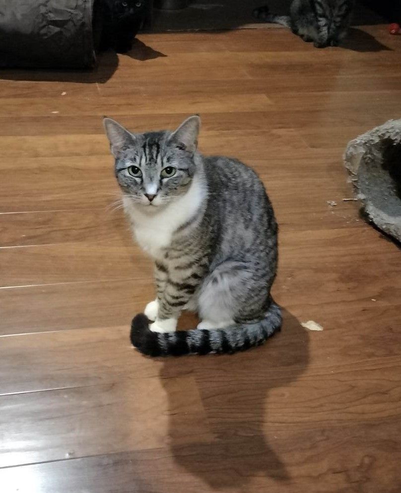 Enlarge SANJI, a Adoptable mixed breed in HEMET, CA image 3/5