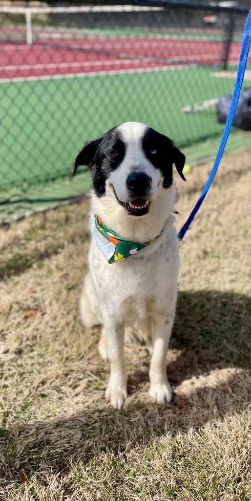 Maxwell, Adoptable, Adult Male Husky & Labrador Retriever.