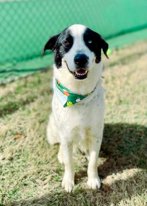 Maxwell, Adoptable, Adult Male Husky & Labrador Retriever.