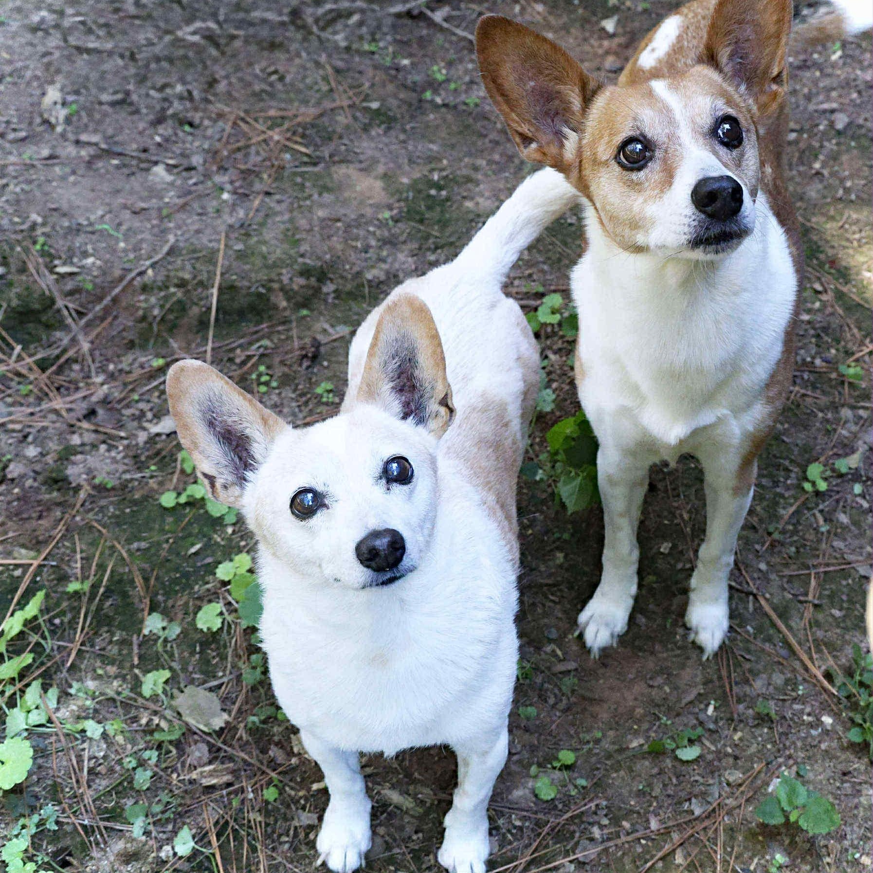 Annie (BONDED), a Adoptable mixed breed in Joppa, AL image 5/5