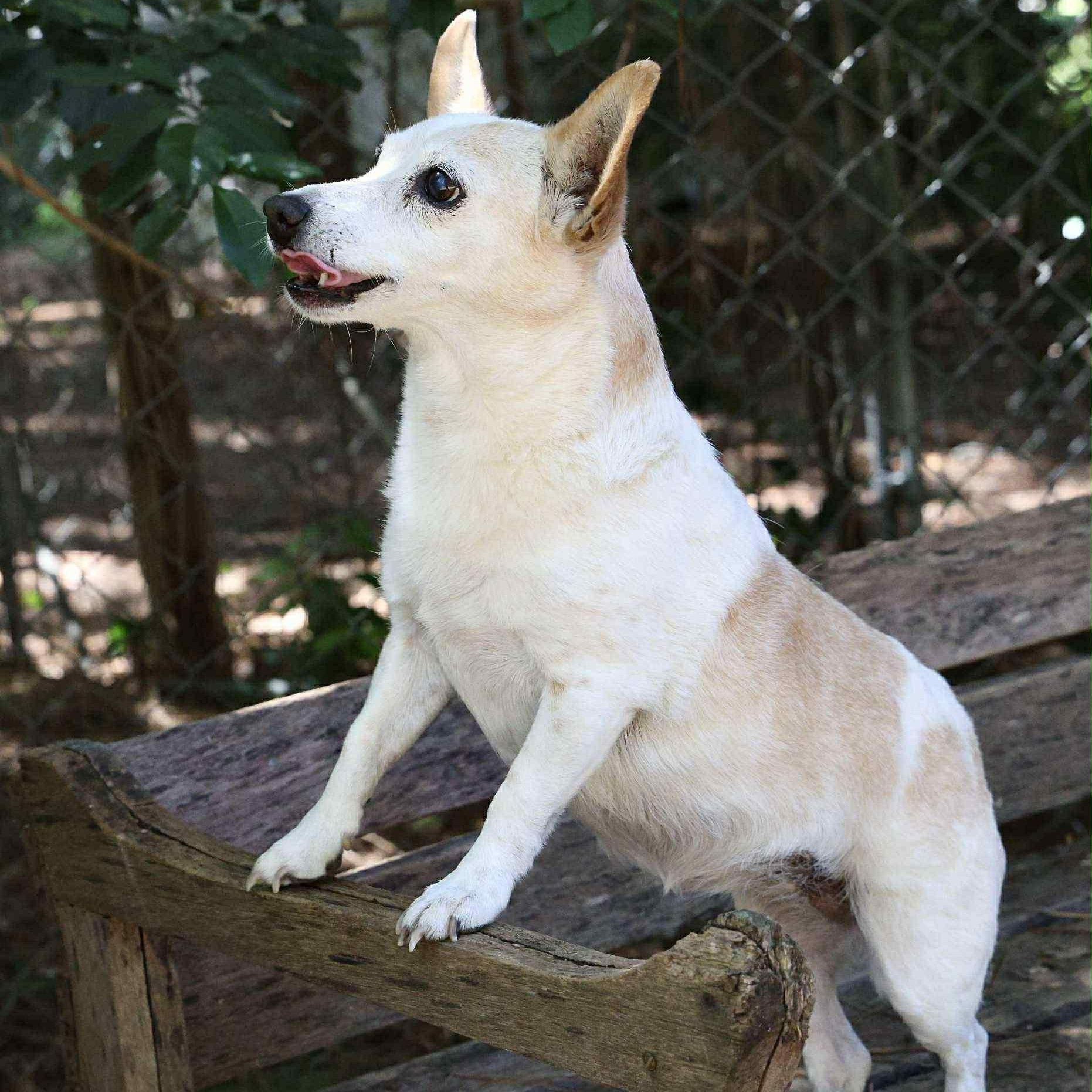 Annie (BONDED), a Adoptable mixed breed in Joppa, AL image 2/5