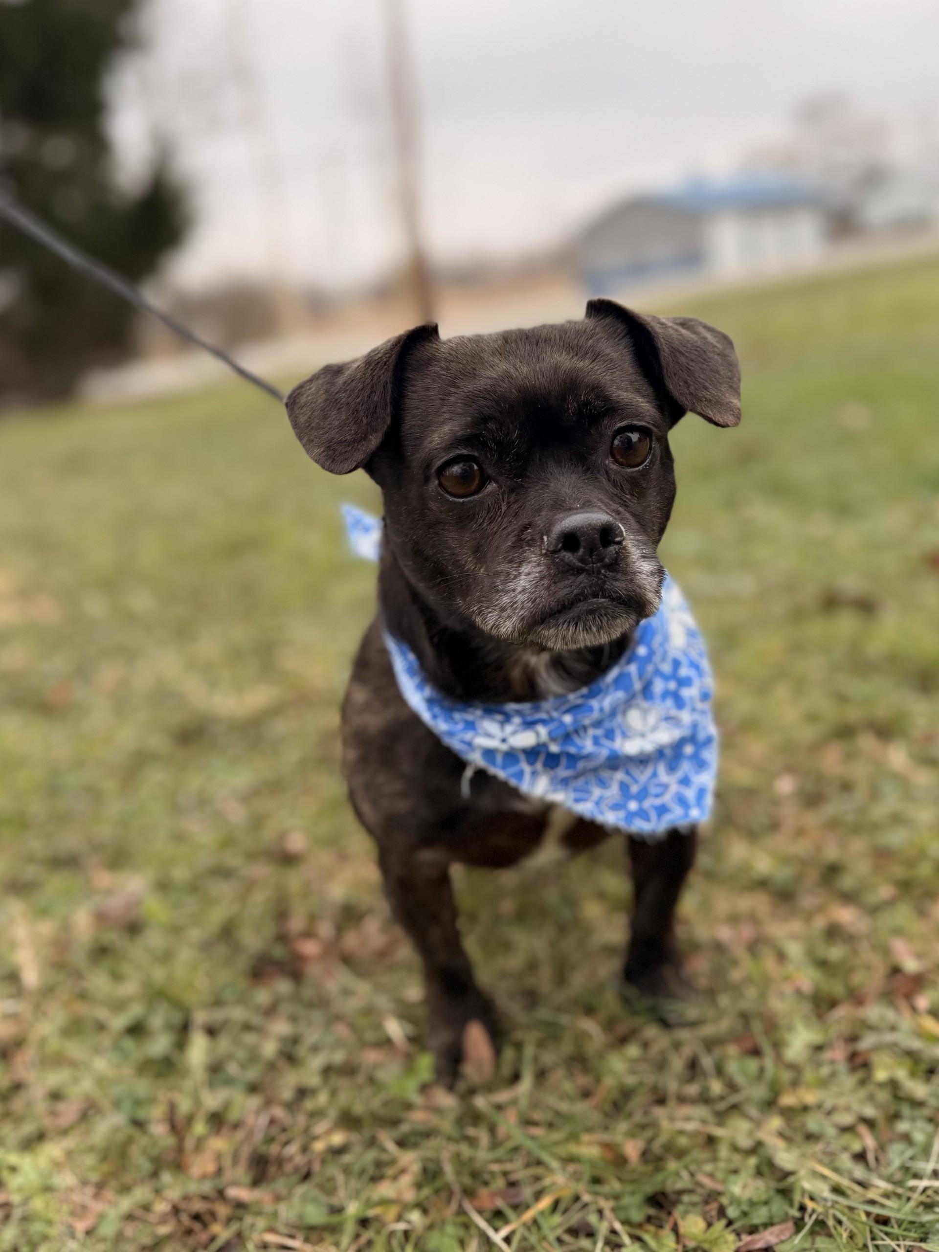 Pepper, adopted, Adult Female Pug.