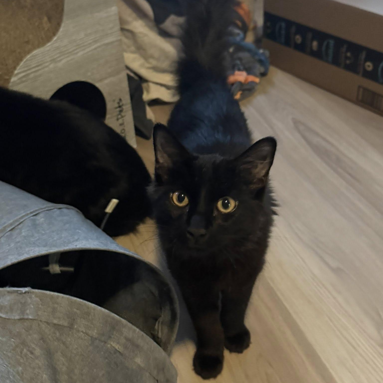 Harper, a ADOPTABLE Domestic Medium Hair in Queen Creek, AZ image 1/2