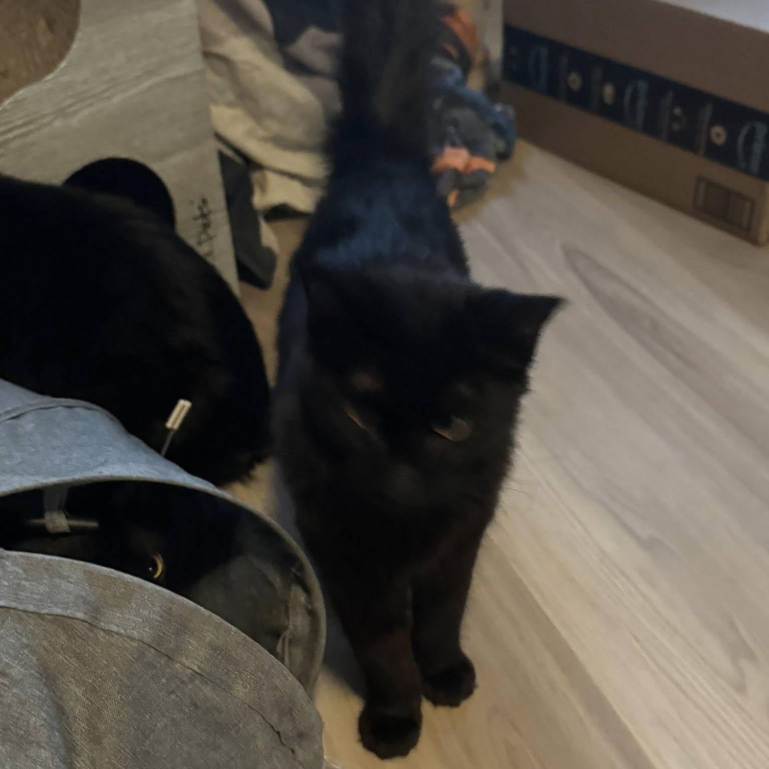 Harper, a ADOPTABLE Domestic Medium Hair in Queen Creek, AZ image 2/2