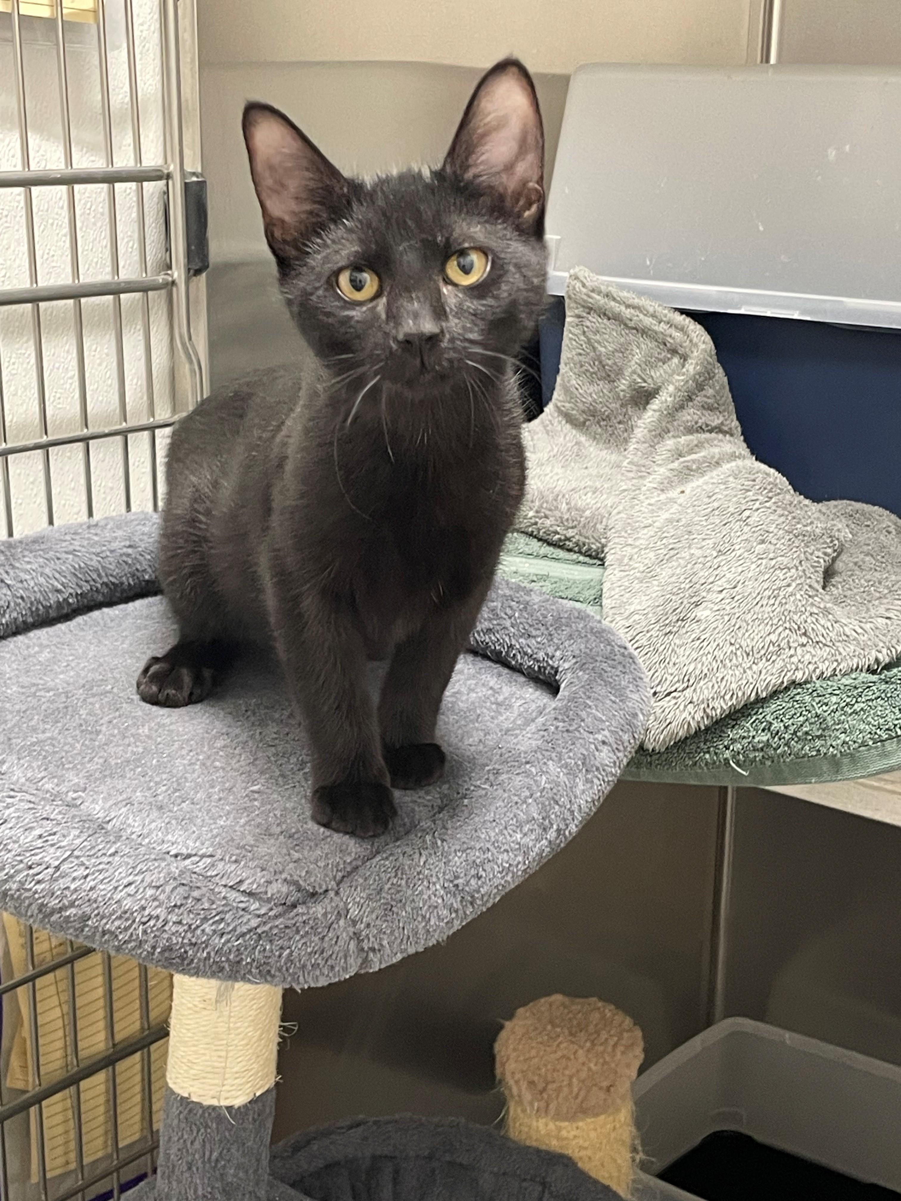 Enlarge Norman Tag 964, a Adopted Domestic Short Hair in Central Islip, NY image 1/1