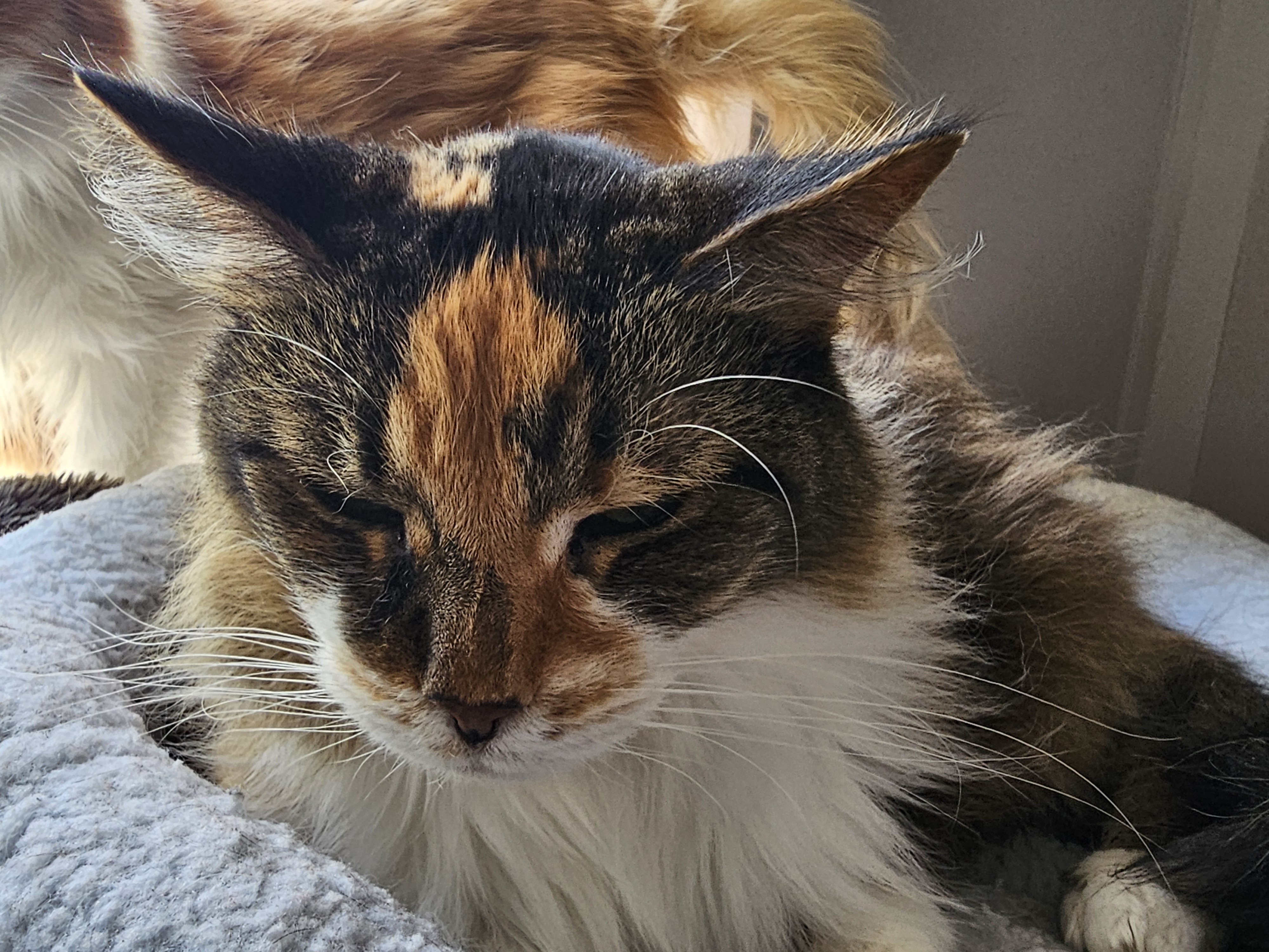 Molly photo 2