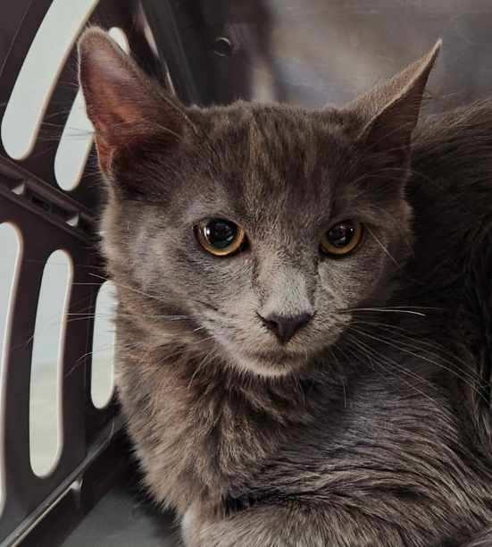 Enlarge Silver Banshee, a Adoptable Domestic Short Hair in Phoenix, AZ image 1/2