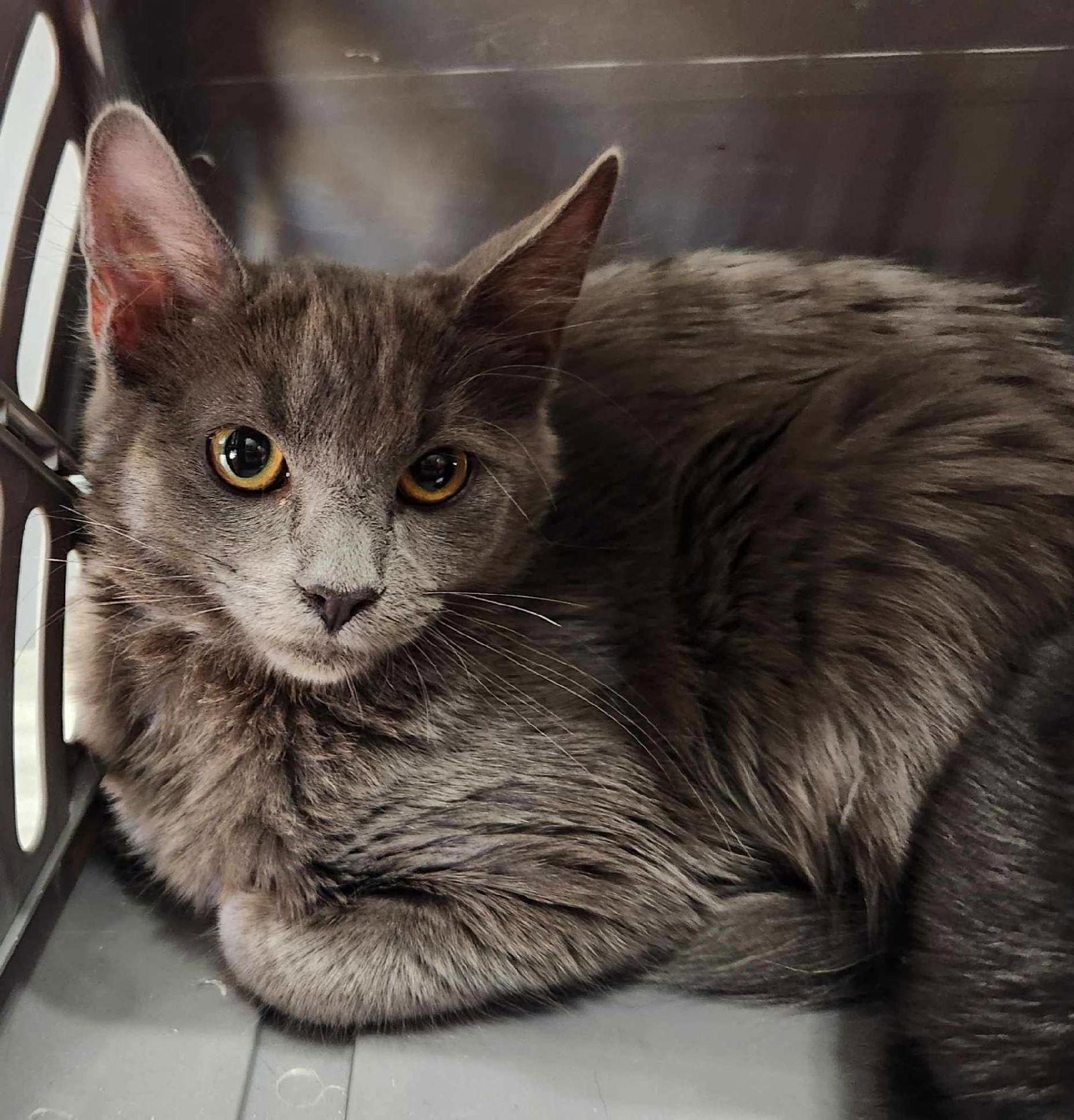 Enlarge Silver Banshee, a Adoptable Domestic Short Hair in Phoenix, AZ image 2/2