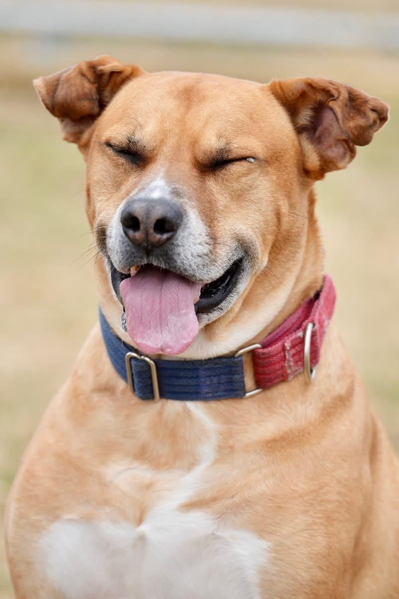 Scooby, Adoptable, Adult Male Mixed Breed.