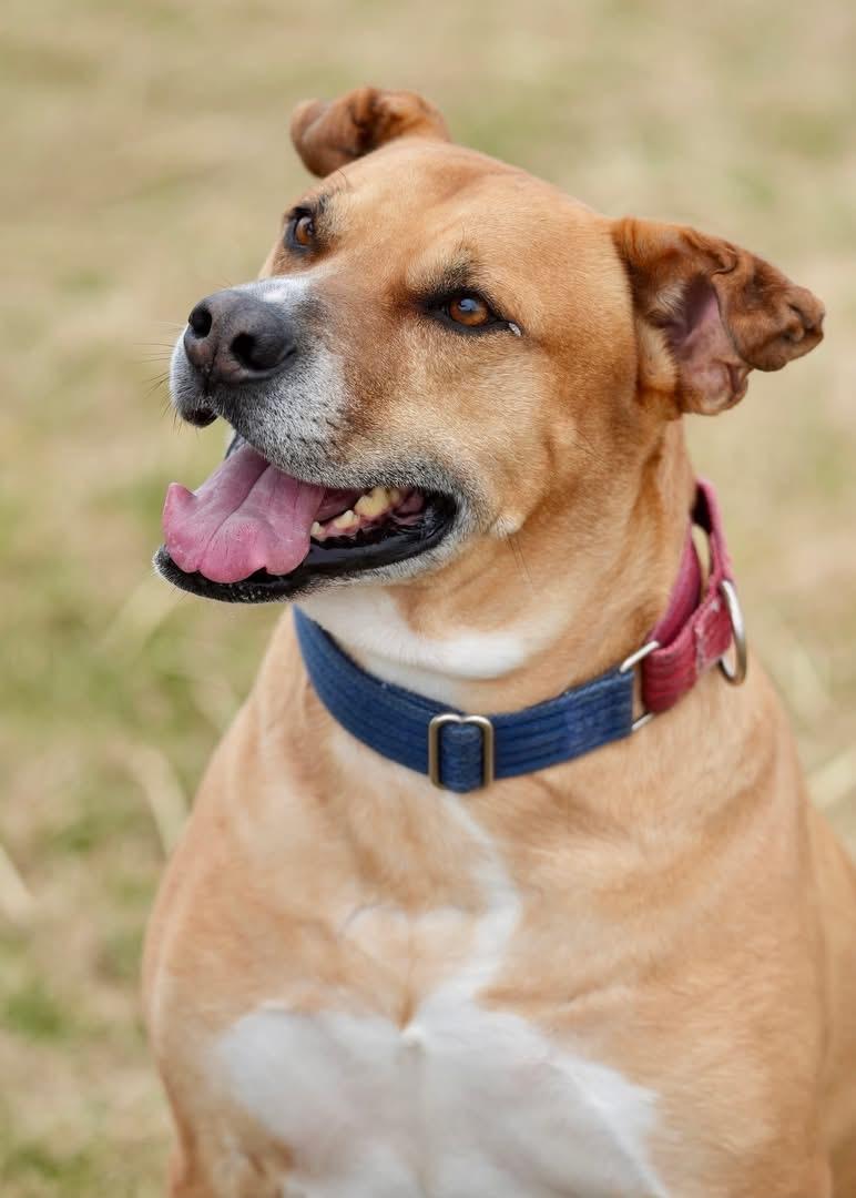 Scooby, a Adoptable Mixed Breed in Davenport, IA image 2/2